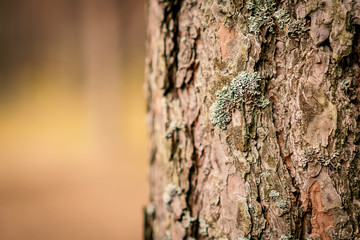 background with bark of old pine in spring forest