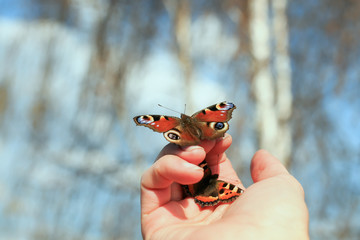  colorful beautiful fragile butterflies sit on their fingers and are going to fly to the sky