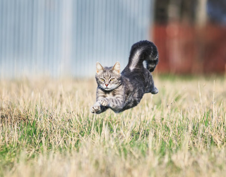  Beautiful Nimble Cat Fun Neck On Miss Glade Highly Podbrosiv Their Hoisted And Tail