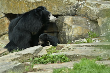 Great sloth bear mother playing with little bear cub. Sloth bear walk during the beautifullight time. Nice scene with danger animal. Green winter time in India. Green area with beautiful sloth bear. 