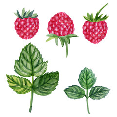 Watercolor raspberry isolated on white background, hand drawn painting illustration berry and leaf, organic vegan food herbal decorative fruit set for cosmetic package, design restaurant menu