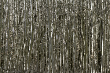 abstract twigs background