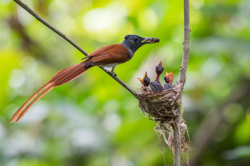 Asian Paradise Flycatcher bird feeding the babies with insect in jungle.
