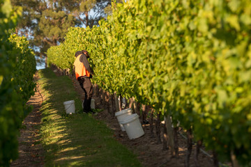 Obraz premium Chardonnay Grape Harvesting