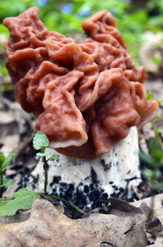 Gyromitra esculenta (False morel,Calf brain,Bull nose) mushroom in the forest.First spring mushrooms.Selective focus.