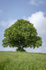 Obraz premium Linde, Tilia