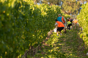 Chardonnay Grape Harvesting