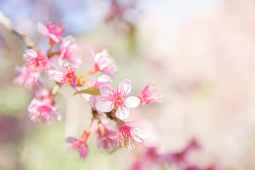 Spring border or background art with pink Sakura blossom. Beautiful nature Spring flowers. in springtime