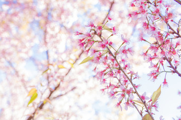 Spring border or background art with pink Sakura blossom. Beautiful nature Spring flowers. in springtime