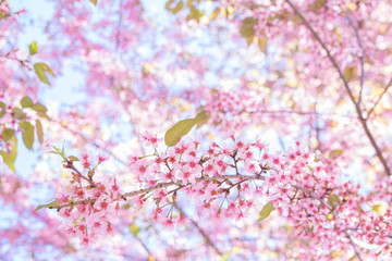 Obraz na płótnie Canvas Spring border or background art with pink Sakura blossom. Beautiful nature Spring flowers. in springtime