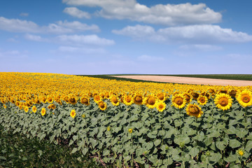 sunflower field landscape agriculture summer season