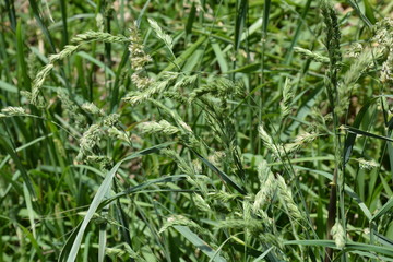 Cause of hay hever