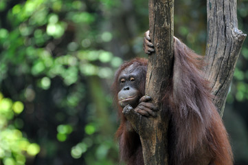 Orangutan in wildlile