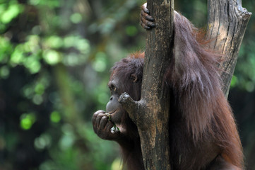 Orangutan in wildlile