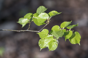 Young green leaves on branch of lime tree.