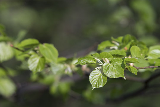 Young green leaves on branch of lime tree.