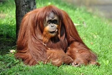 Obraz premium Orangutan in wildlile