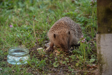jeune hérisson dans un jardin à Verneuil sur Seine dans les Yvelines en France