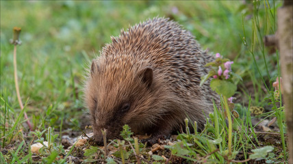 jeune hérisson dans un jardin à Verneuil sur Seine dans les Yvelines en France