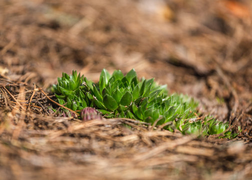 Jovibarba globifera or Sempervivum globiferum Rolling Hen-and-chicks . Sedum succulent in the wild pine forest.