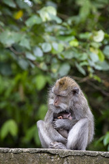 Naklejka na ściany i meble Portrait of baby monkey and mother at sacred monkey forest in Ubud, Bali, Indonesia. Close up