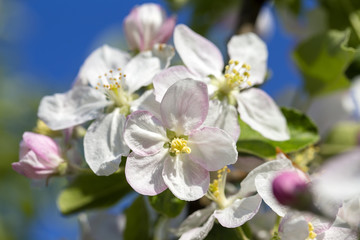 Fototapeta na wymiar White flowers of the cherry blossoms on a spring day over blue sky background. Flowering fruit tree in Ukraine