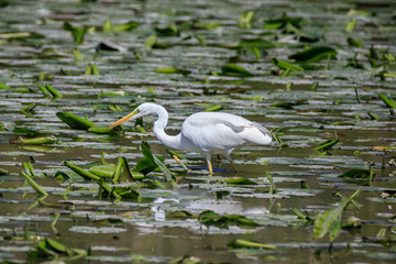 airone bianco (Ardea alba)