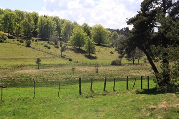 Naklejka premium en chemin dans le cantal
