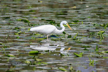 airone bianco (Ardea alba)