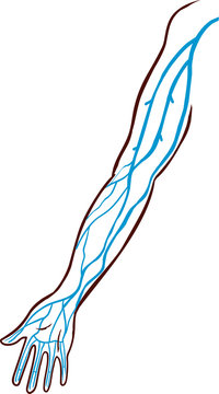 Vector illustration of a veins of the arm