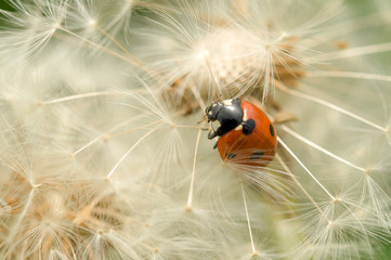 Ladybird on dandelion flower