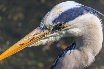 Close up of a Heron bird with white and blue feathers