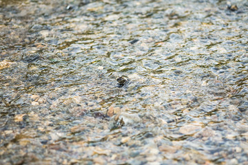 Transparent water flow and a pebbly riverbed of a rapid rivulet.