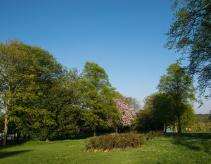 Fototapeta na wymiar A park landscape on a sunny day