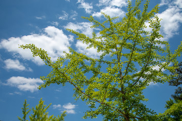 青葉と空