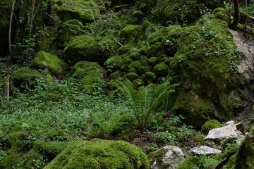 Fototapeta premium river