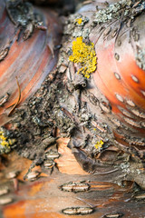 Fragment of natural bark, lit by the soft evening sunlight, may be used as contemporary expressive element of ecological or naturalistic style for interior or graphic design.
