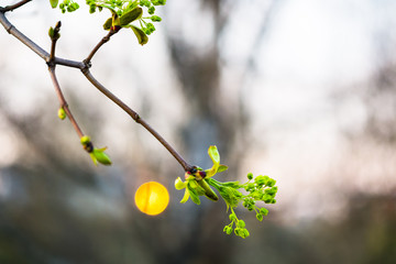Close-up of young twig with green and yellow blooming maple buds. Nature is awakening and full of joy.
