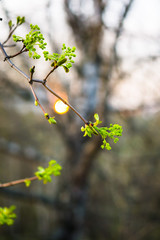 Close-up of young twig with green and yellow blooming maple buds. Nature is awakening and full of joy.