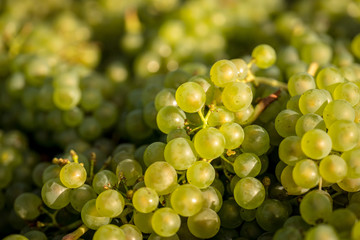 Chardonnay Grape Harvesting