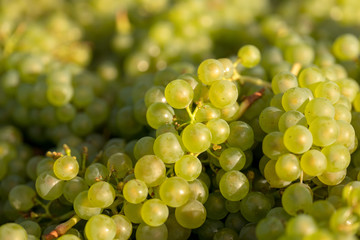 Chardonnay Grape Harvesting