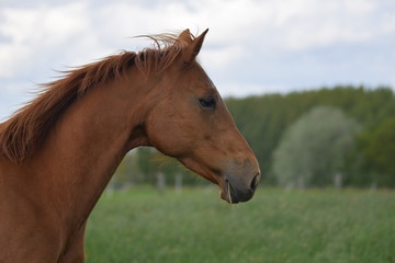 Obraz premium Bijoux