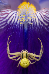 Crab spider on flower