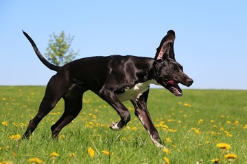 black great dane is running on a field with dandelions