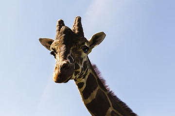 Fototapeta premium Portrait of a curious giraffe on a blue sky background.