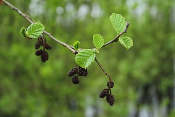 Alnus glutinosa in spring, branch of black alder