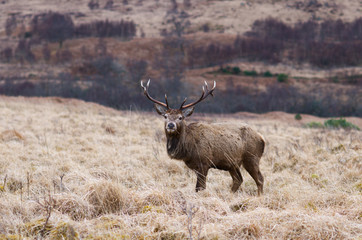 Red Deer, Scottish Highlands