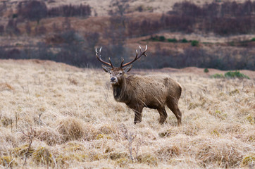 Red Deer, Scottish Highlands