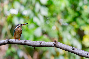 Common kingfisher