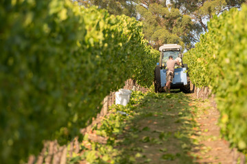 Chardonnay Grape Harvesting